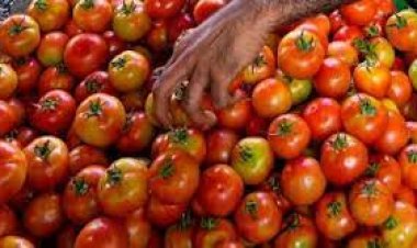 Tomato price shock hits Indian restaurants, cheaper puree sales boom