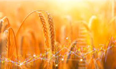 India wheat prices jump to 6-month high on demand, limited supply